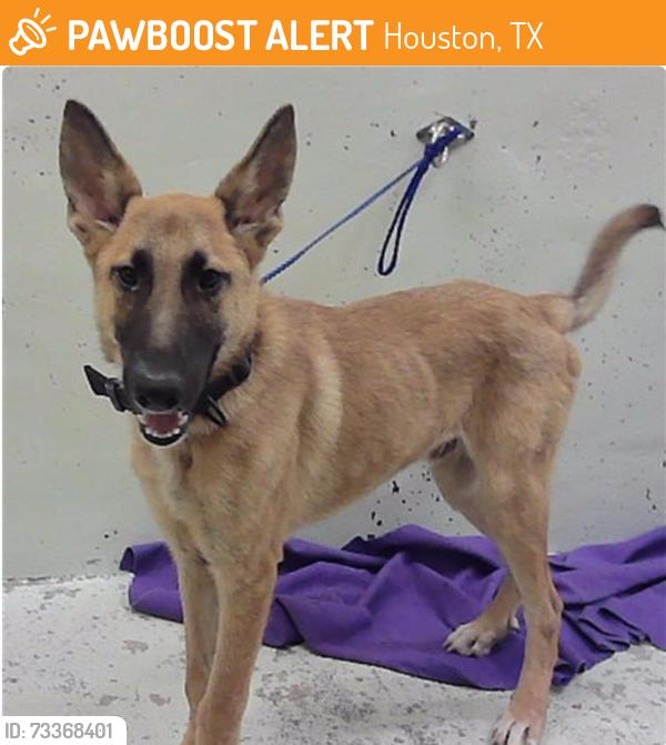 Found/Stray Male Dog last seen Palestine St 77020, Houston, TX 77020