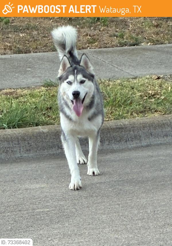 Found/Stray Unknown Dog last seen Richard drive Watauga tx, Watauga, TX 76148