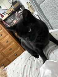 Reunited Female Cat last seen Carmen ct, Newark, NJ 07105