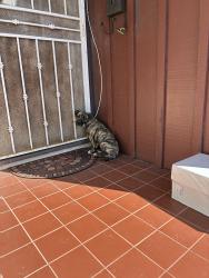 Found/Stray Unknown Dog last seen Keen Drive, San Diego, CA 92139