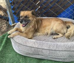 Found/Stray Male Dog last seen Big Rock Creek Road Valyermo, Los Angeles County, CA 93563