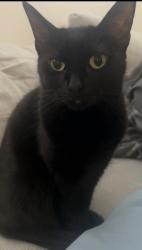 Lost Female Cat last seen 75th st and Chappel Ave, Chicago, IL 60649