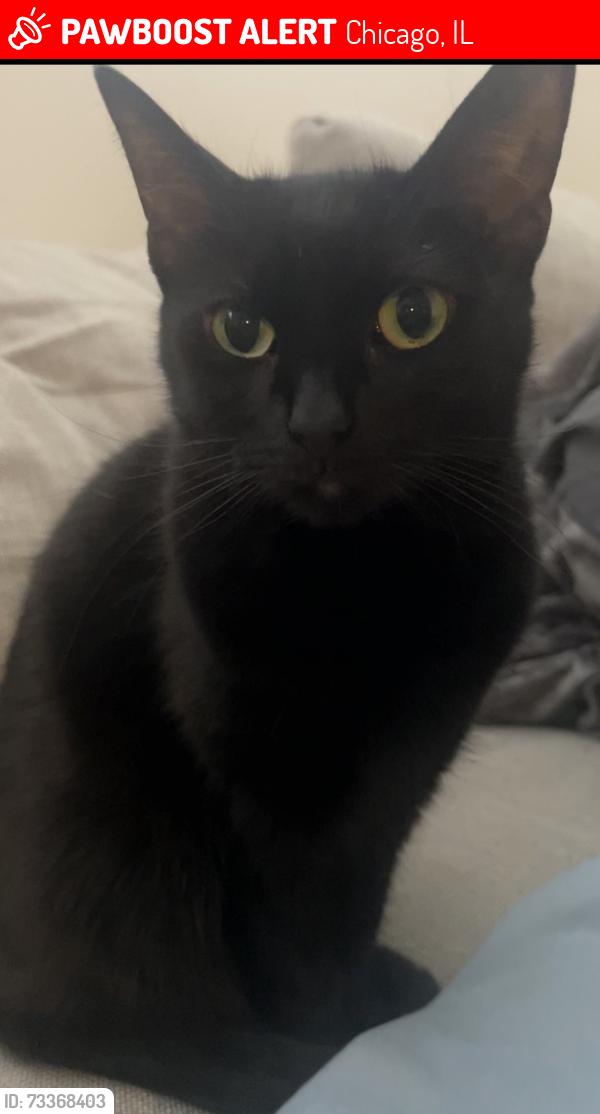 Lost Female Cat last seen 75th st and Chappel Ave, Chicago, IL 60649