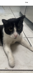 Lost Female Cat last seen Miami, Miami, FL 33165