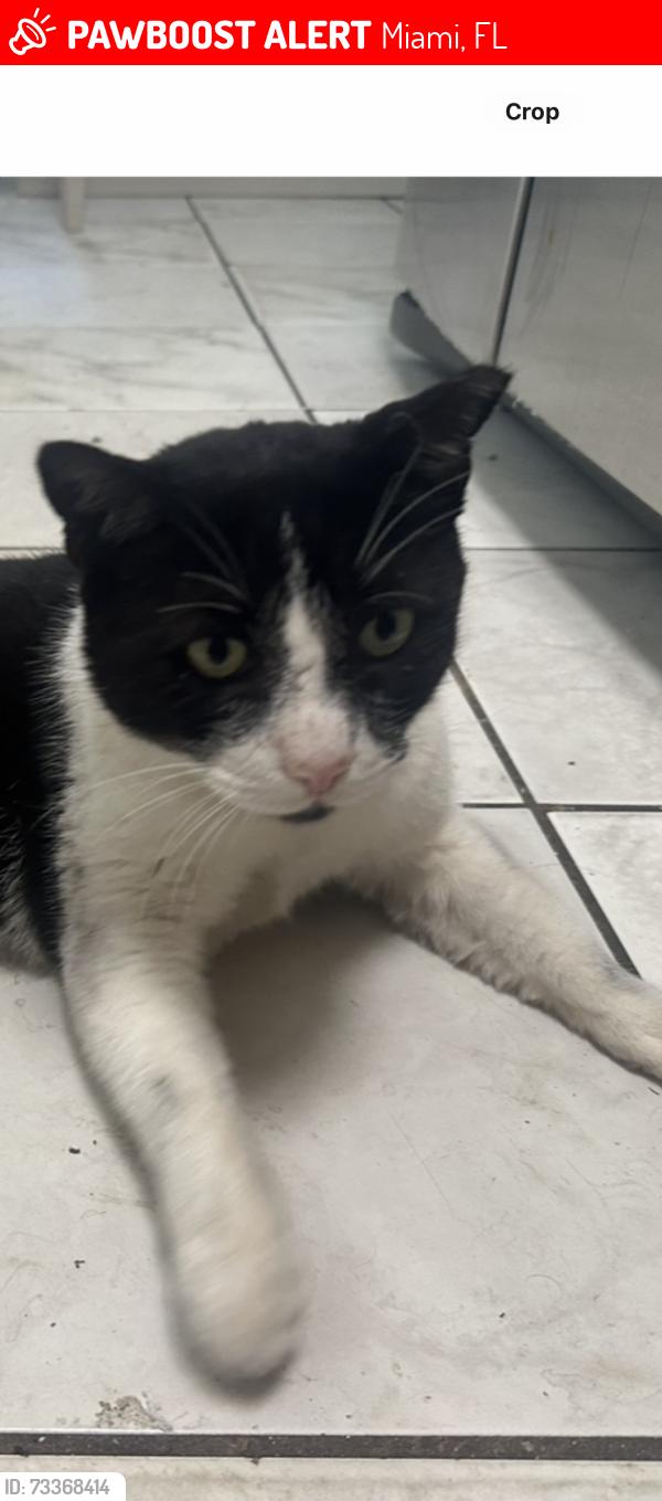Lost Female Cat last seen Miami, Miami, FL 33165