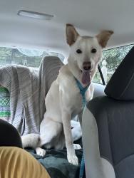 Reunited Male Dog last seen Elizabeth St, Gastonia, NC 28054, USA, Gastonia, NC 28054