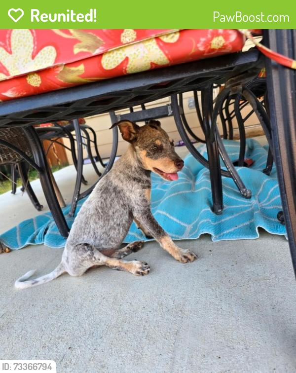Reunited Female Dog last seen Churchill Farms Dr, Georgetown, TX 78626