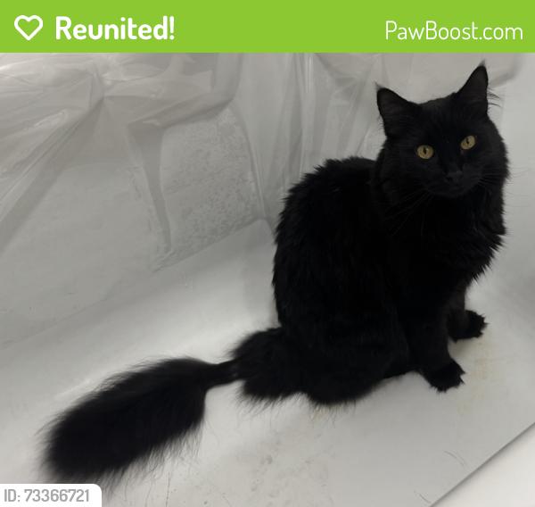 Reunited Female Cat last seen Telegraph & 33rd, Oakland, CA 94609
