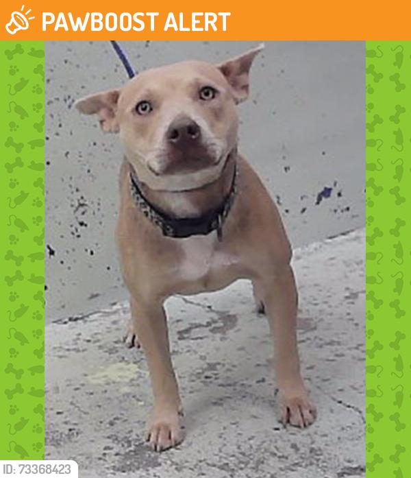 Found/Stray Female Dog last seen Mott 77024, Piney Point Village, TX 77024