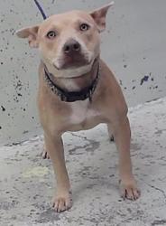 Found/Stray Female Dog last seen Mott 77024, Piney Point Village, TX 77024