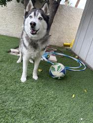 Lost Male Dog last seen Chandler Rd and Alma School Rd, Chandler, AZ 85225