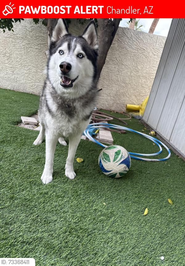 Lost Male Dog last seen Chandler Rd and Alma School Rd, Chandler, AZ 85225