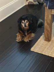 Reunited Female Dog last seen Wyngate, Woodstock, GA 30189