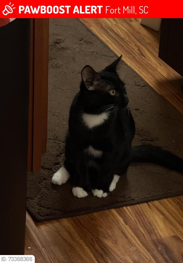 Lost Male Cat last seen Warpers Lane near Weavers Crossing in Avery Lake Community, Fort Mill, SC 29715