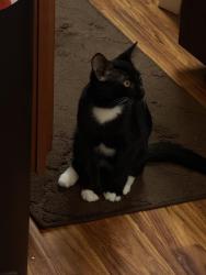 Lost Male Cat last seen Warpers Lane near Weavers Crossing in Avery Lake Community, Fort Mill, SC 29715