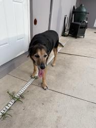 Reunited Female Dog last seen Conway Rd and Simmons Rd., Conway, FL 32812