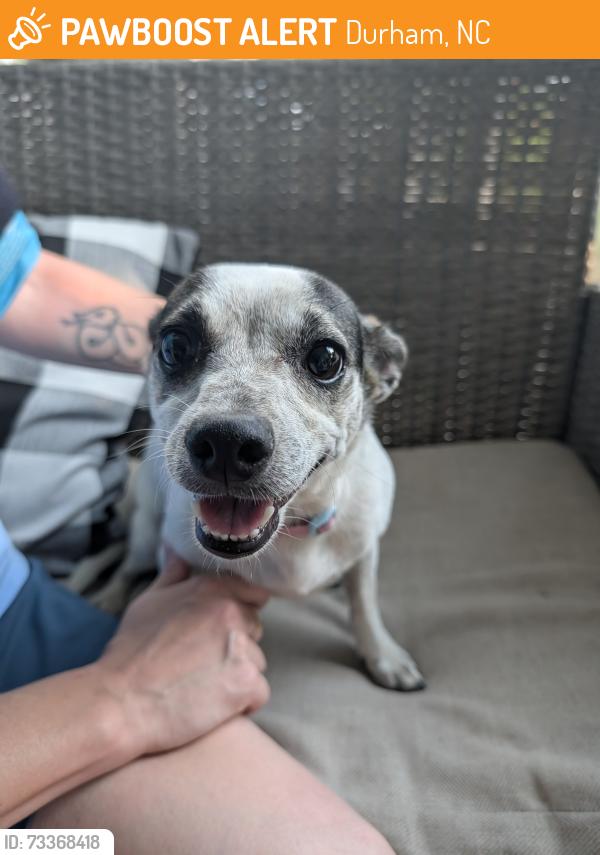Found/Stray Female Dog last seen Lakewood Park, Durham, NC 27707