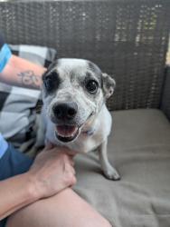 Found/Stray Female Dog last seen Lakewood Park, Durham, NC 27707