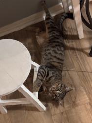 Lost Male Cat last seen In my neighborhood, Broken Arrow, OK 74014