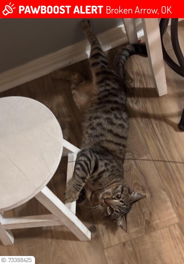 Lost Male Cat last seen In my neighborhood, Broken Arrow, OK 74014