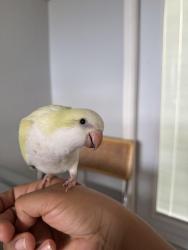 Lost Female Bird last seen Near White Birch, Kissimmee, FL 34743