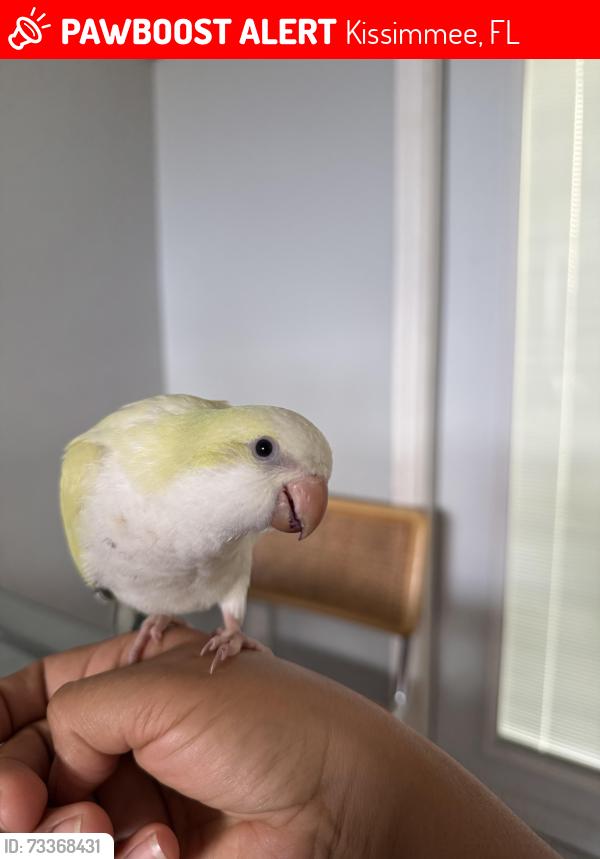Lost Female Bird last seen Near White Birch, Kissimmee, FL 34743