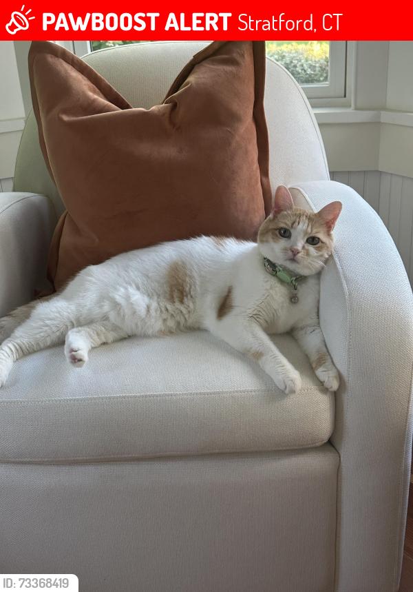 Lost Female Cat last seen Wells Place/South Ave, Stratford, CT 06615