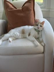 Lost Female Cat last seen Wells Place/South Ave, Stratford, CT 06615