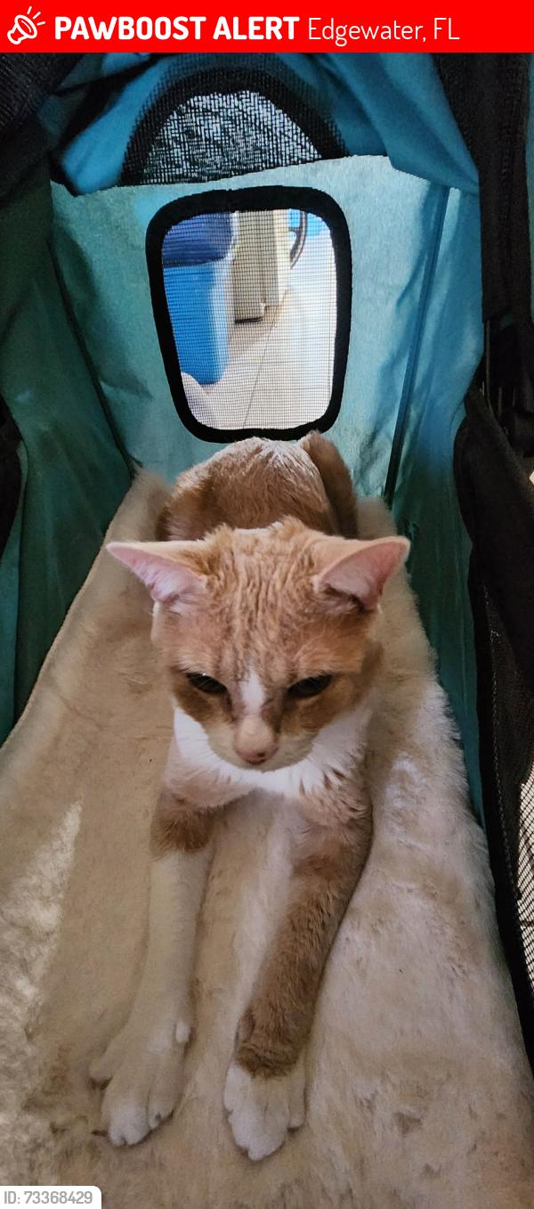 Lost Male Cat last seen Yule Tree Drive 34th, Edgewater, FL 32141