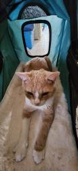 Lost Male Cat last seen Yule Tree Drive 34th, Edgewater, FL 32141