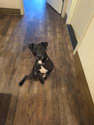 Reunited Male Dog last seen Haymaker road, Monroeville, PA 15146