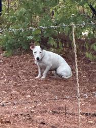 Found/Stray Unknown Dog last seen Porter Drive, Azle, TX 76020