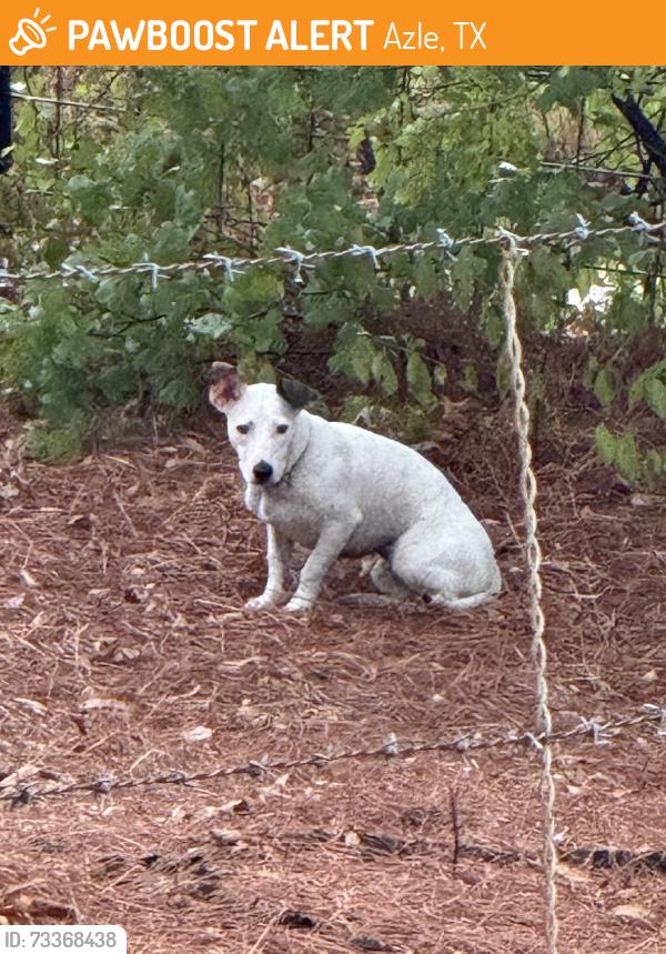Found/Stray Unknown Dog last seen Porter Drive, Azle, TX 76020