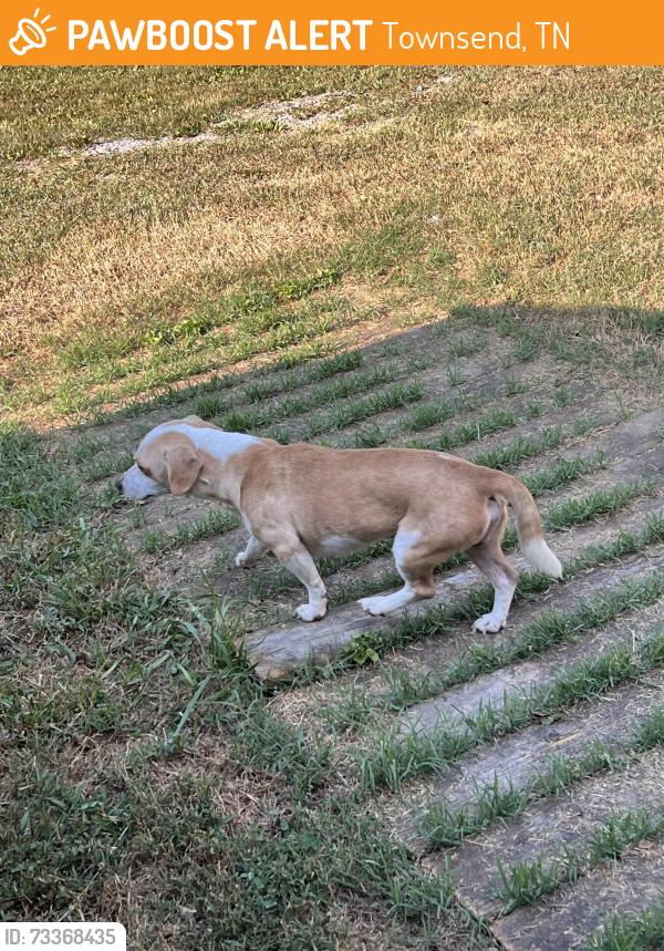 Found/Stray Male Dog last seen memorial bridge, Townsend, TN 37882