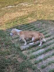 Found/Stray Male Dog last seen memorial bridge, Townsend, TN 37882