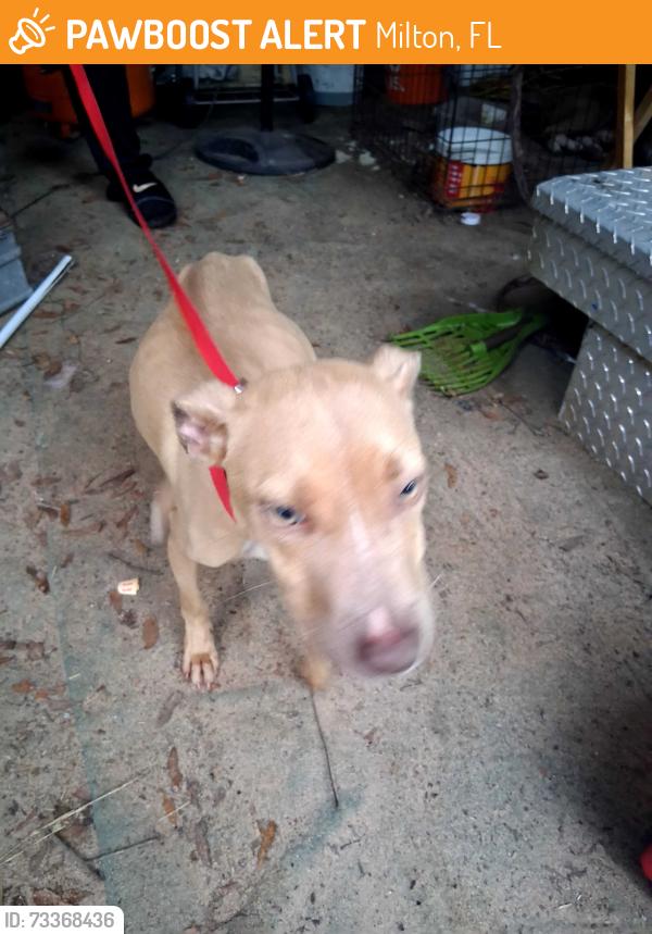 Found/Stray Female Dog last seen Glover lane, Milton, FL 32570