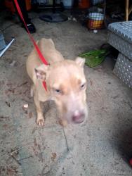 Found/Stray Female Dog last seen Glover lane, Milton, FL 32570