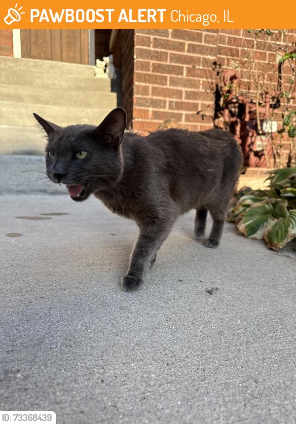 Found/Stray Unknown Cat last seen Lawrence and Pulaski, Chicago, IL 60630