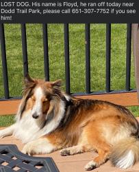 Reunited Male Dog last seen 172nd and Flagstaff, Lakeville, MN 55068