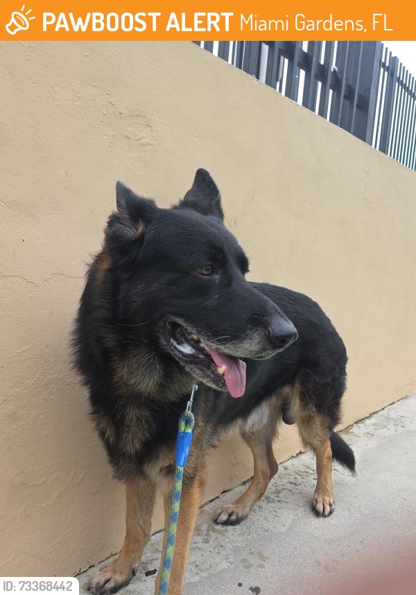 Found/Stray Male Dog last seen Nw 21st Miami Gardens, Miami Gardens, FL 33056
