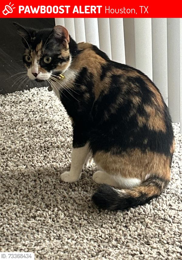 Lost Female Cat last seen cypresswood drive and jones, Houston, TX 77070