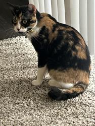 Lost Female Cat last seen cypresswood drive and jones, Houston, TX 77070