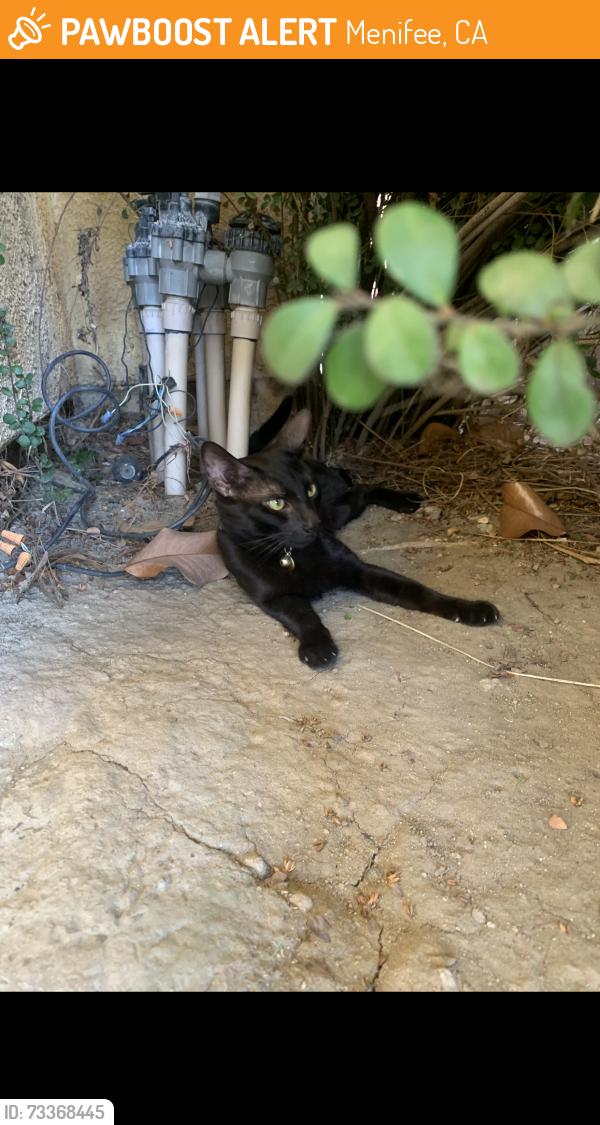 Found/Stray Unknown Cat last seen camino cristal, Menifee, CA 92584