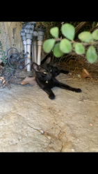 Found/Stray Unknown Cat last seen camino cristal, Menifee, CA 92584