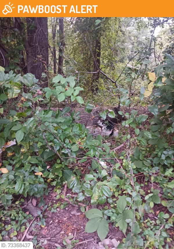 Found/Stray Unknown Cat last seen Woods behind Deerbrook cndmniums Freehold, Freehold Township, NJ 07728