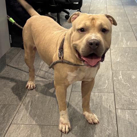 Shelter Stray Male Dog last seen Near BLOCK N QUEBEC ST, DENVER CO 80238, 2080 S Quebec St, Denver, CO 80231, USA