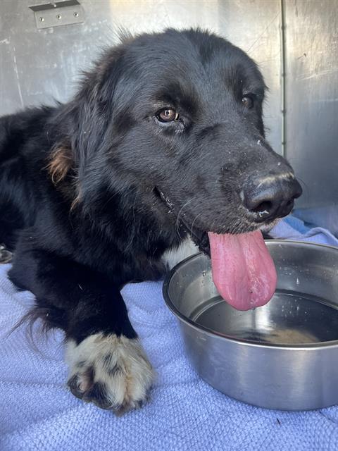 Shelter Stray Male Dog last seen SHORELINE/WILLOW, 1590 Fortmann Way, Alameda, CA 94501, USA