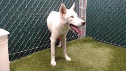 Shelter Stray Male Dog last seen , 11258 Garfield Ave, Downey, CA 90242, USA