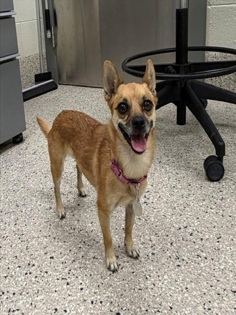 Shelter Stray Female Dog last seen ADAMS COUNTY FAIRGROUNDS, 12155 Park Blvd, Brighton, CO 80601, USA