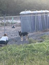 Found/Stray Male Dog last seen All wood cabinets, Blountville, TN 37617